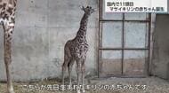 国内11頭目 希少なマサイキリンの赤ちゃん誕生 「小さい時のキリンを見に来て」 宮崎市フェニックス自然動物園