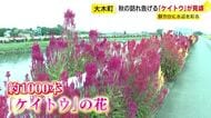 約1000本が鮮やかに水辺彩る　秋の訪れ告げる「ケイトウ」見ごろに　地域住民が水やりを続ける　福岡