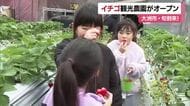 「楽しみにしてた」大洲で観光イチゴ園オープン“味覚狩り”に「甘かった」食べ頃の品種次々と【愛媛】