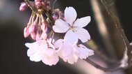 「皇居の桜」に長蛇の列　ソメイヨシノやシダレザクラなど約100本　初の外国人案内ブースも