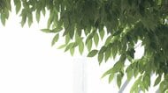 今年の梅雨は雨がダラダラ　エルニーニョ現象の影響　太平洋高気圧の“元気不足”で晴れず、気温上がらず