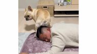 「やめなさい」爆睡する飼い主の頭に“お尻スリスリ”する犬に笑いが止まらない…何をしてるのか聞いた