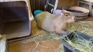 カピバラが勝手にお散歩 かしこい! 柵の扉外す