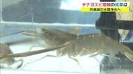 味も抜群!児島湖の「テナガエビ」 湖の水質改善のため県が増殖実験 小さな生き物に期待【岡山・岡山市】