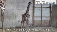 国内11頭目　希少なマサイキリンの赤ちゃん誕生　「小さい時のキリンを見に来て」　宮崎市フェニックス自然動物園