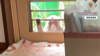 【独自取材】“狂暴サル” 網戸開け家に侵入…赤ちゃんの足をひっかき引きずる　被害者は39人