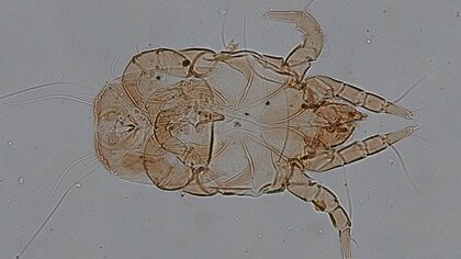 目に見えない「チリダニ」こそダニ問題の黒幕!?生体、死骸、ふんの全てがアレルゲンになる恐ろしい生態と効果的な駆除法