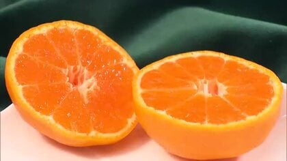 「口の中でなくなる食感」「ジューシーで柔らか」ハウスみかん初競り　最高値は過去タイの8000円