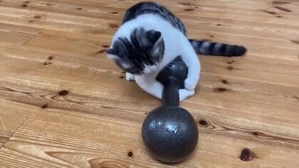「それは流石に…」鉄アレイを持ち上げようとする子猫がかわいい! “筋トレ”は続いてるの?飼い主に聞いた
