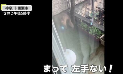 「左手のないサル」今度は住宅街で“ボール遊び”　相次ぐ目撃情報…専門家「山に帰りたくても帰れなくなってるかも」神奈川・綾瀬市