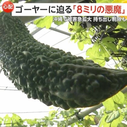 【心配】ゴーヤーに迫る「8ミリの悪魔」沖縄全土で外来害虫が急拡大…ゴーヤーの県外搬出制限に沖縄料理店が悲鳴