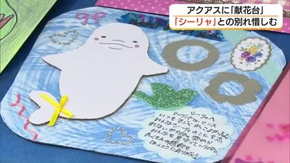 「シーリャありがとう」天国に旅立ったシロイルカ「シーリャ」を追悼　しまね海洋館「アクアス」に献花台