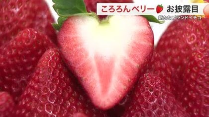 断面はハート形！宮城の新品種「ころろんベリー」誕生　３番目のオリジナルイチゴ　来年１２月から一般販売
