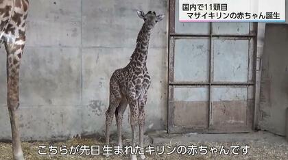 国内11頭目　希少なマサイキリンの赤ちゃん誕生　「小さい時のキリンを見に来て」　宮崎市フェニックス自然動物園