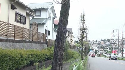 名物「イチョウ」54本が一斉に枯れる　伐採した木に使った除草剤が根をつたったか　市は植え直しへ　東京・町田