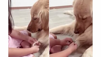 ちょっと迷惑? 胸毛で“三つ編み練習”する姉妹にされるがままの犬が優しい…関係性を母親に聞いた