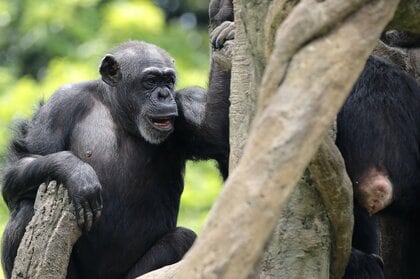 ヒトはサルより“頭の回転”が遅かった!? 霊長類4種の比較で最下位に…どんな意味があるのか研究者に聞いた