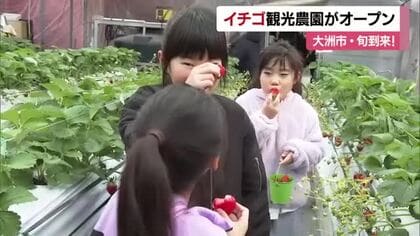「楽しみにしてた」大洲で観光イチゴ園オープン“味覚狩り”に「甘かった」食べ頃の品種次々と【愛媛】