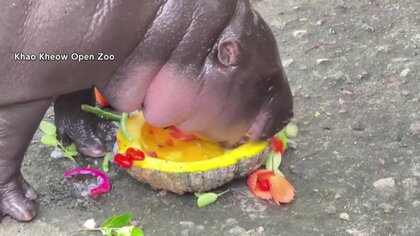 大人気赤ちゃんカバ「ムーデン」は“トランプ氏勝利”を予想！理由は好物のドラゴンフルーツが大きかったから？　タイ