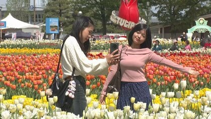 となみチューリップフェア開幕！ 過去最大300品種350万本が鮮やかに彩る　入場料値上げも観光客続々