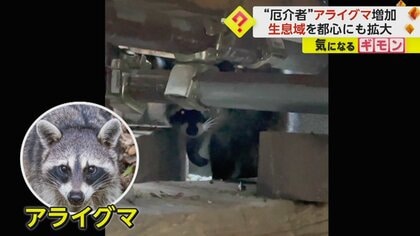 「凶暴だと聞いている」アライグマが都内で住宅侵入　生息域を都心に拡大　生態系への影響懸念される“特定外来生物”