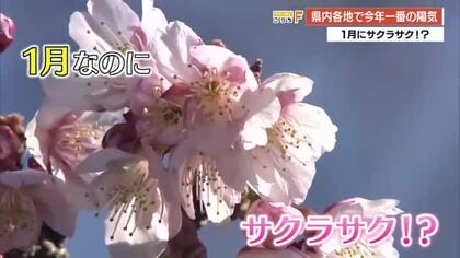 1月なのにサクラ咲く！？四万十市で20.8℃、4月中旬並みの暖かさに【高知】