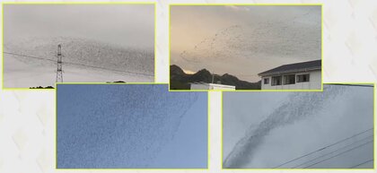 カモの大群飛来で麦の被害深刻「ここ10年で最悪」…ノリの不作で狙われたか