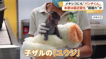 メキシコにもいた“ぬいぐるみ抱く子猿” 名前は「ユウジ」 千葉の“本家