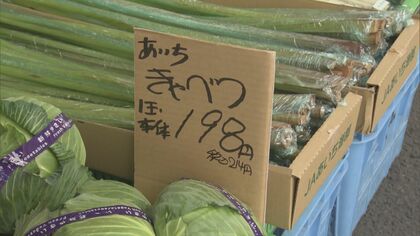 1月初旬は1玉800円ほど→214円に…『キャベツ』値段がピーク時の約4分の