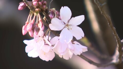 「皇居の桜」に長蛇の列　ソメイヨシノやシダレザクラなど約100本　初の外国人案内ブースも