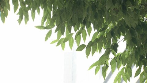 今年の梅雨は雨がダラダラ　エルニーニョ現象の影響　太平洋高気圧の“元気不足”で晴れず、気温上がらず