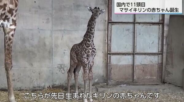 国内11頭目 希少なマサイキリンの赤ちゃん誕生 「小さい時のキリンを見