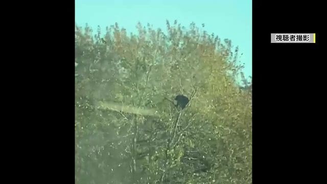 喜多方市松山町に現れたクマ(視聴者撮影)