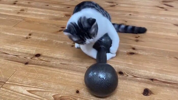 両前足でも持ち上がらない!