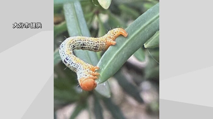 キオビエダシャクの幼虫