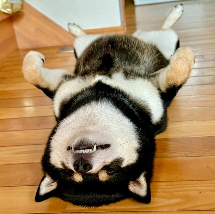 超リラックス睡眠中のこつめちゃん