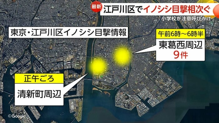 イノシシの目撃情報