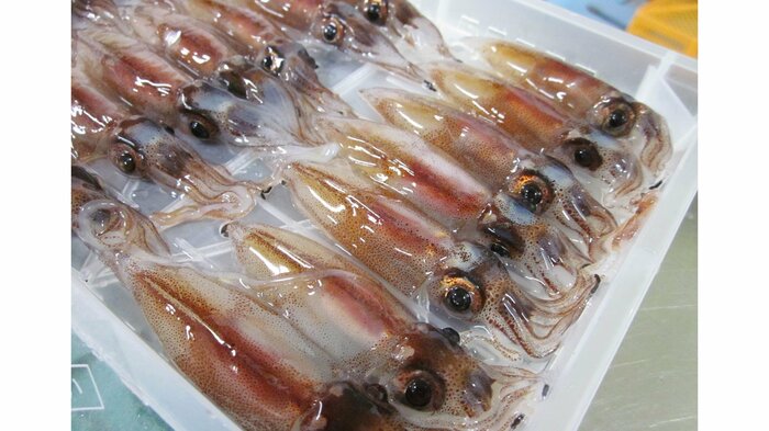 水揚げされたホタルイカ