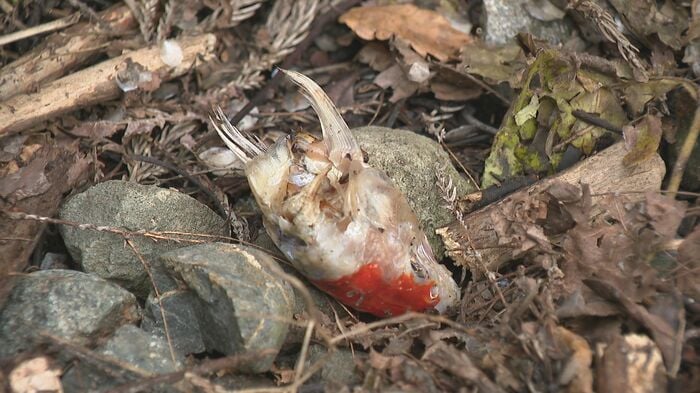 池の周りには残骸が…