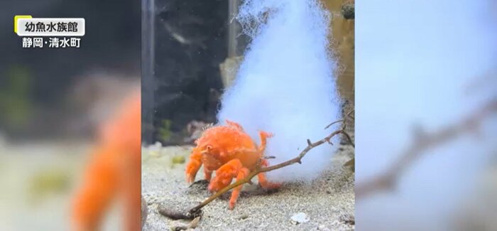 レベルアップした“アフロガニ”(提供:幼魚水族館)