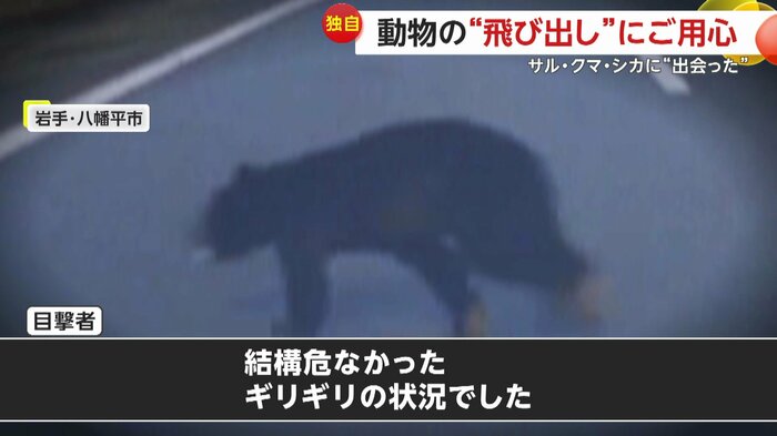 岩手・八幡平市で目撃されたクマは道路を縦横無尽に駆け回っていた
