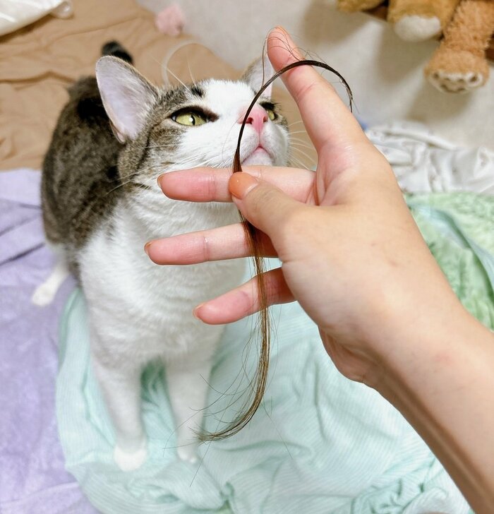髪を食いちぎって起こす 現在飼い主さんはナイトキャップをかぶって寝ているそう