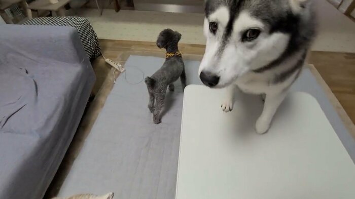提供:犬と猫の親バカ日記さん