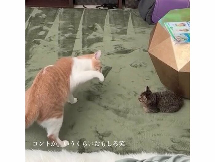 提供:たーにゃ。さん