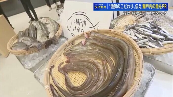 ハモやカタクチイワシなど瀬戸内で捕れた新鮮な魚