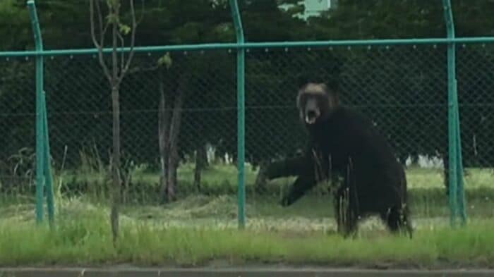 札幌市東区にクマが出没(2021年)