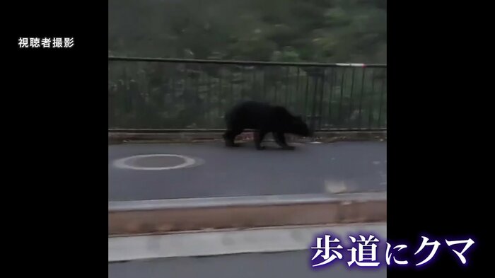 焦る様子もなくゆっくりと道路を歩くクマ