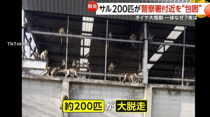 脱走したサル