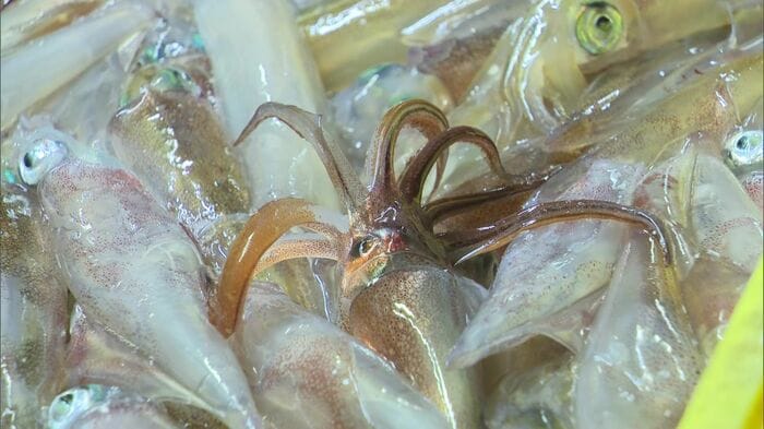 水揚げされたヤリイカ
