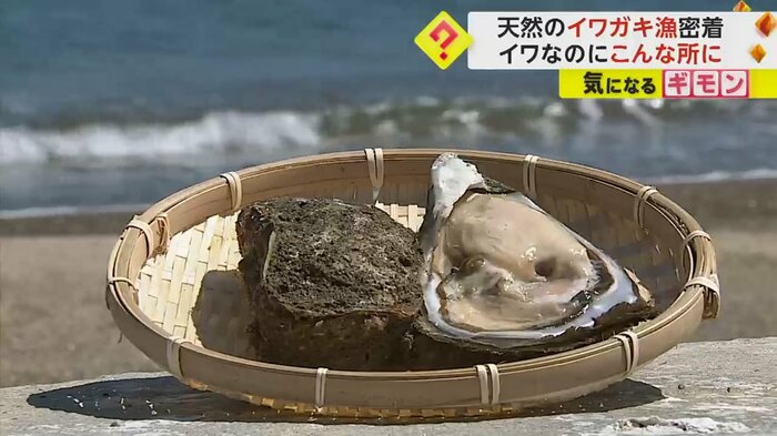 ザルに乗ったイワガキ